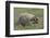 Badger in Meadow-DLILLC-Framed Photographic Print