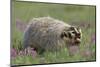 Badger in Meadow-DLILLC-Mounted Photographic Print