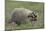 Badger in Meadow-DLILLC-Mounted Photographic Print