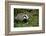 Badger in the Grass-null-Framed Premium Giclee Print