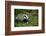 Badger in the Grass-null-Framed Premium Giclee Print