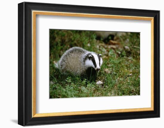 Badger in the Grass-null-Framed Premium Giclee Print