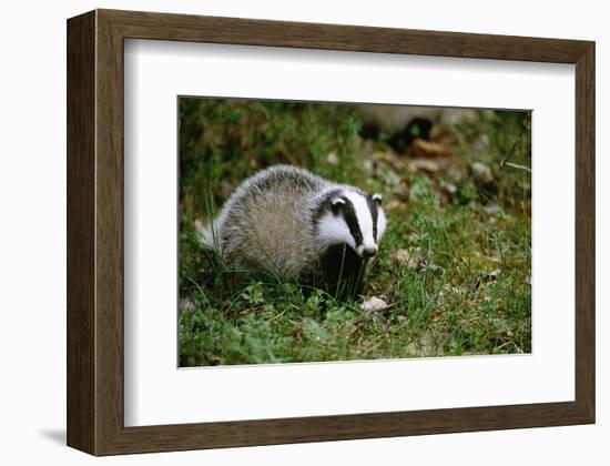 Badger in the Grass-null-Framed Premium Giclee Print