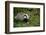 Badger in the Grass-null-Framed Premium Giclee Print