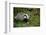 Badger in the Grass-null-Framed Premium Giclee Print