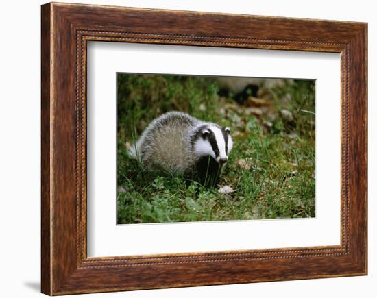 Badger in the Grass-null-Framed Art Print