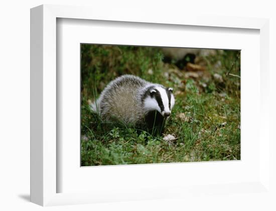 Badger in the Grass-null-Framed Art Print