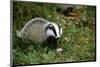 Badger in the Grass-null-Mounted Art Print