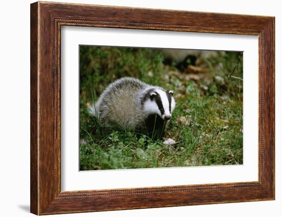 Badger in the Grass-null-Framed Art Print