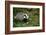 Badger in the Grass-null-Framed Art Print