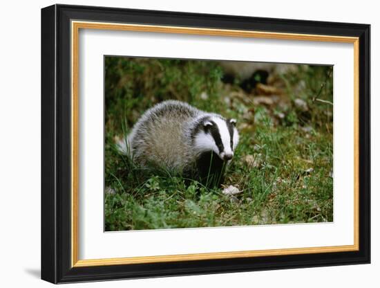 Badger in the Grass-null-Framed Art Print