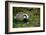 Badger in the Grass-null-Framed Art Print