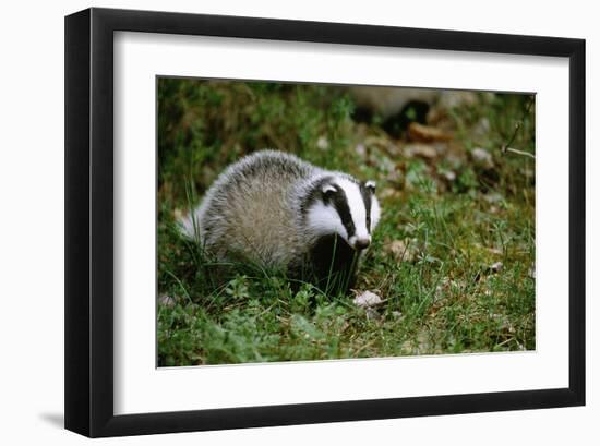 Badger in the Grass-null-Framed Art Print