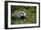 Badger in the Grass-null-Framed Art Print