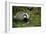 Badger in the Grass-null-Framed Art Print