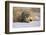 Badger in the Snow-DLILLC-Framed Photographic Print