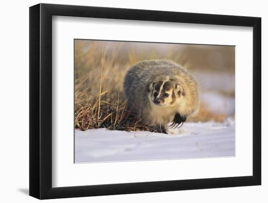 Badger in the Snow-DLILLC-Framed Photographic Print