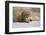 Badger in the Snow-DLILLC-Framed Photographic Print