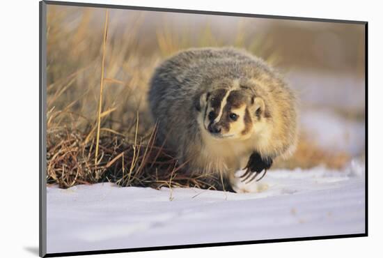 Badger in the Snow-DLILLC-Mounted Photographic Print