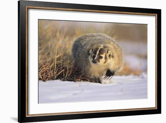 Badger in the Snow-DLILLC-Framed Photographic Print