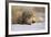 Badger in the Snow-DLILLC-Framed Photographic Print