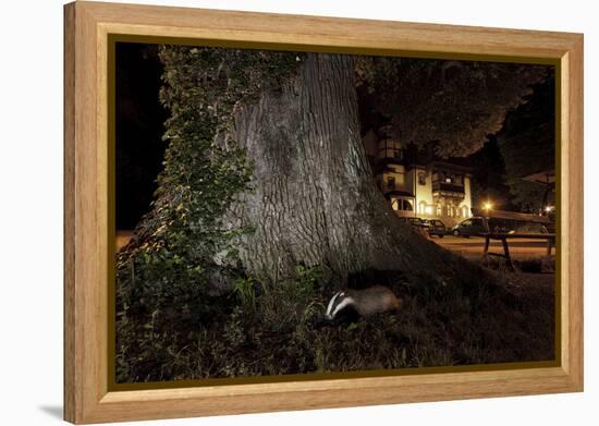 Badger (Meles Meles) Foraging by a Tree Near Buildings. Freiburg Im Breisgau, Germany, May-Klaus Echle-Framed Premier Image Canvas