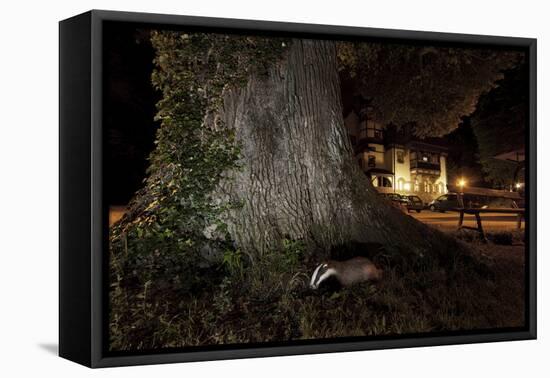 Badger (Meles Meles) Foraging by a Tree Near Buildings. Freiburg Im Breisgau, Germany, May-Klaus Echle-Framed Premier Image Canvas