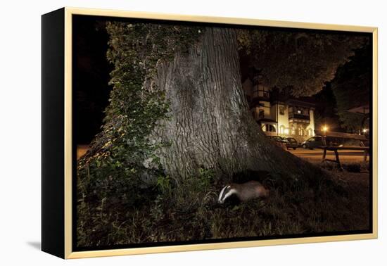 Badger (Meles Meles) Foraging by a Tree Near Buildings. Freiburg Im Breisgau, Germany, May-Klaus Echle-Framed Premier Image Canvas