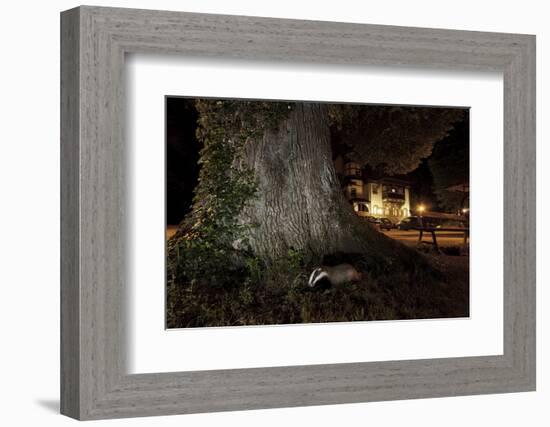 Badger (Meles Meles) Foraging by a Tree Near Buildings. Freiburg Im Breisgau, Germany, May-Klaus Echle-Framed Photographic Print