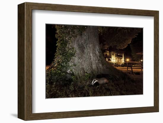 Badger (Meles Meles) Foraging by a Tree Near Buildings. Freiburg Im Breisgau, Germany, May-Klaus Echle-Framed Photographic Print
