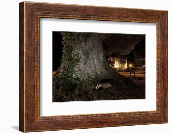 Badger (Meles Meles) Foraging by a Tree Near Buildings. Freiburg Im Breisgau, Germany, May-Klaus Echle-Framed Photographic Print