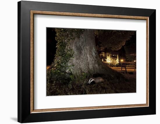 Badger (Meles Meles) Foraging by a Tree Near Buildings. Freiburg Im Breisgau, Germany, May-Klaus Echle-Framed Photographic Print