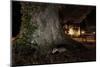 Badger (Meles Meles) Foraging by a Tree Near Buildings. Freiburg Im Breisgau, Germany, May-Klaus Echle-Mounted Photographic Print