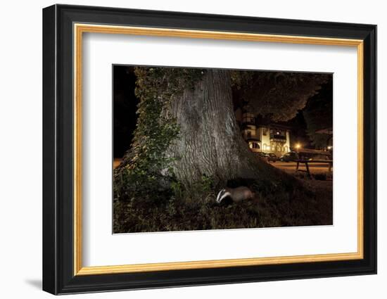 Badger (Meles Meles) Foraging by a Tree Near Buildings. Freiburg Im Breisgau, Germany, May-Klaus Echle-Framed Photographic Print