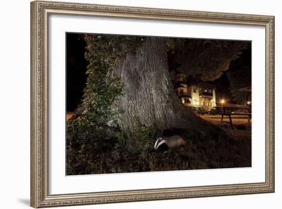 Badger (Meles Meles) Foraging by a Tree Near Buildings. Freiburg Im Breisgau, Germany, May-Klaus Echle-Framed Photographic Print