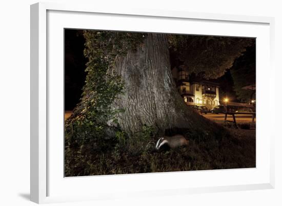 Badger (Meles Meles) Foraging by a Tree Near Buildings. Freiburg Im Breisgau, Germany, May-Klaus Echle-Framed Photographic Print