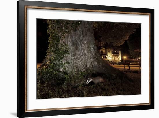 Badger (Meles Meles) Foraging by a Tree Near Buildings. Freiburg Im Breisgau, Germany, May-Klaus Echle-Framed Photographic Print
