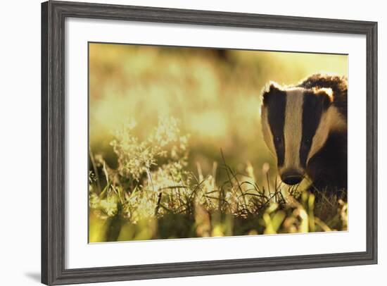 Badger (Meles Meles) Sub-Adult Backlit in Evening Light, Derbyshire, UK-Andrew Parkinson-Framed Photographic Print