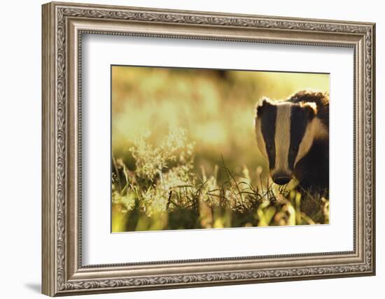 Badger (Meles Meles) Sub-Adult Backlit in Evening Light, Derbyshire, UK-Andrew Parkinson-Framed Photographic Print