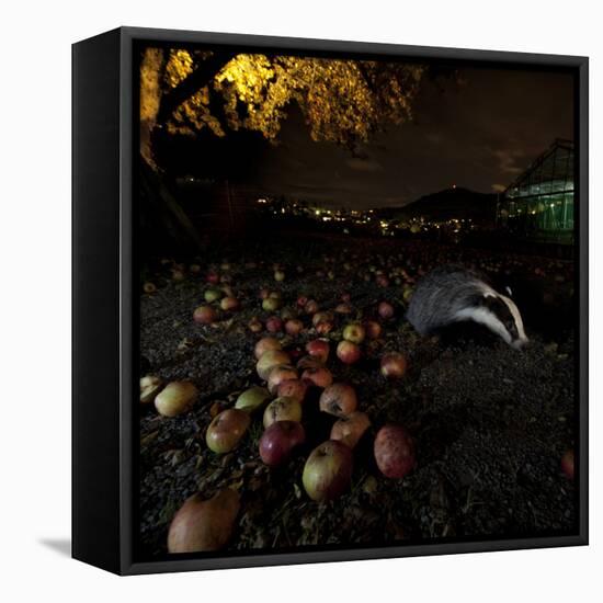 Badger (Meles Meles) under a Garden Apple Tree at Night. Freiburg Im Breisgau, Germany, November-Klaus Echle-Framed Premier Image Canvas