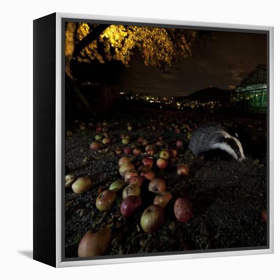 Badger (Meles Meles) under a Garden Apple Tree at Night. Freiburg Im Breisgau, Germany, November-Klaus Echle-Framed Premier Image Canvas