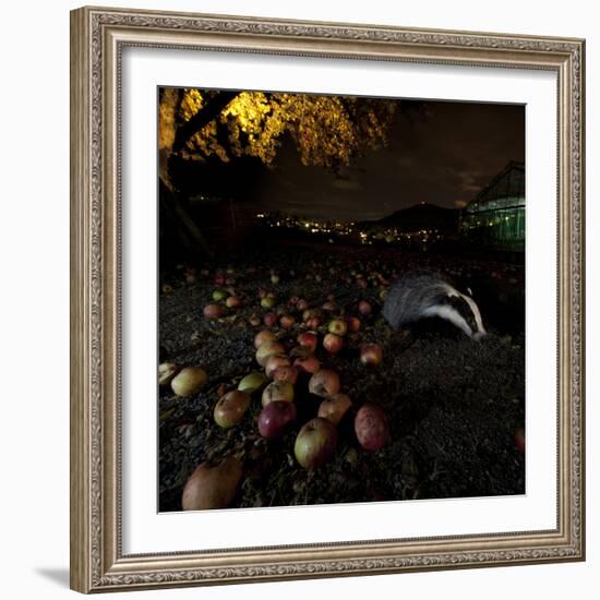 Badger (Meles Meles) under a Garden Apple Tree at Night. Freiburg Im Breisgau, Germany, November-Klaus Echle-Framed Photographic Print