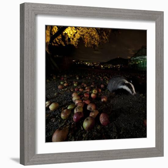 Badger (Meles Meles) under a Garden Apple Tree at Night. Freiburg Im Breisgau, Germany, November-Klaus Echle-Framed Photographic Print