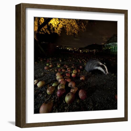 Badger (Meles Meles) under a Garden Apple Tree at Night. Freiburg Im Breisgau, Germany, November-Klaus Echle-Framed Photographic Print