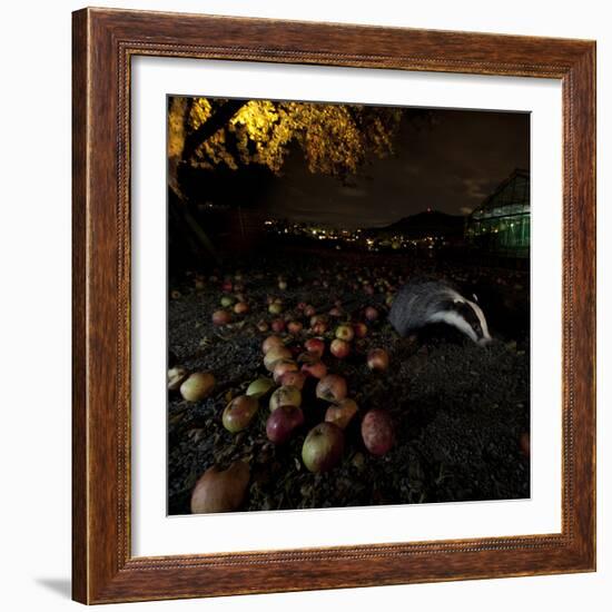 Badger (Meles Meles) under a Garden Apple Tree at Night. Freiburg Im Breisgau, Germany, November-Klaus Echle-Framed Photographic Print