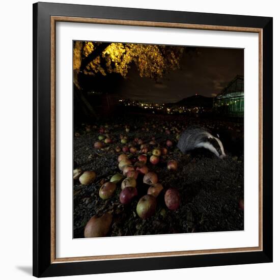 Badger (Meles Meles) under a Garden Apple Tree at Night. Freiburg Im Breisgau, Germany, November-Klaus Echle-Framed Photographic Print