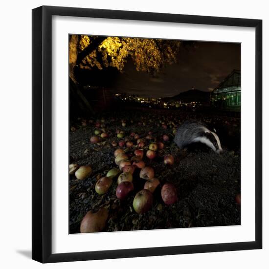 Badger (Meles Meles) under a Garden Apple Tree at Night. Freiburg Im Breisgau, Germany, November-Klaus Echle-Framed Photographic Print