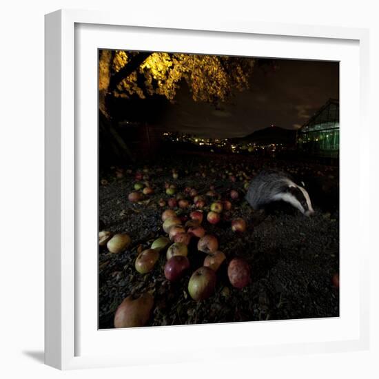 Badger (Meles Meles) under a Garden Apple Tree at Night. Freiburg Im Breisgau, Germany, November-Klaus Echle-Framed Photographic Print