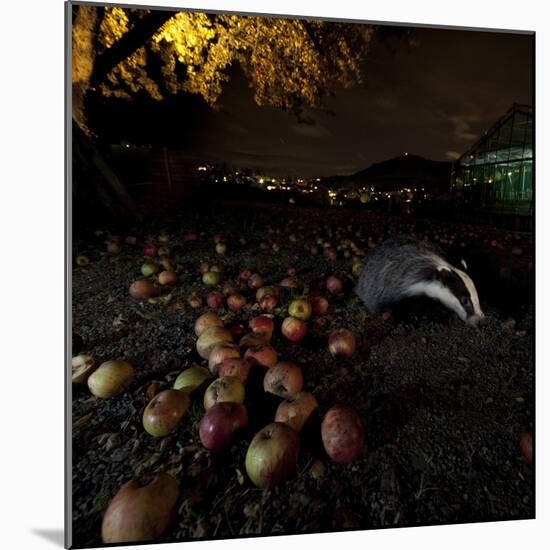 Badger (Meles Meles) under a Garden Apple Tree at Night. Freiburg Im Breisgau, Germany, November-Klaus Echle-Mounted Photographic Print