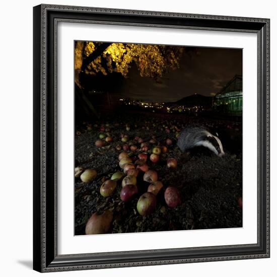 Badger (Meles Meles) under a Garden Apple Tree at Night. Freiburg Im Breisgau, Germany, November-Klaus Echle-Framed Photographic Print